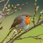 Oiseau à poitrine orange perché sur une branche avec feuilles vertes